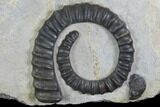 Three Devonian Ammonites (Anetoceras) With Trilobite Heads #101576-3